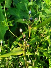 Job's tears, also known as adlay or adlay millet, is a tall grain-bearing perennial tropical plant of the family Poaceae.