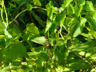 Job's tears, also known as adlay or adlay millet, is a tall grain-bearing perennial tropical plant of the family Poaceae.