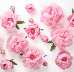 pink peony flowers on a white background