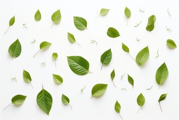 some green leaves are scattered on white background