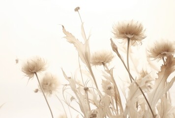soft, pale blond flowers on a white background