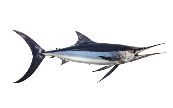 Black Marlin Mighty Oceanic Predators Isolated on a Transparent Background PNG