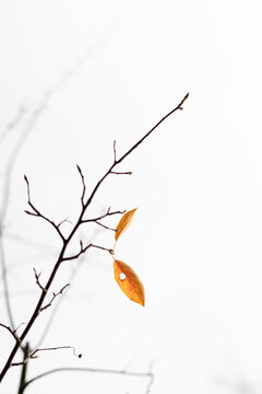 Two last leaves holding on to bare branches in november against a light grey background