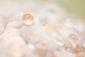 Microcosm Marvel: Water Droplet Magnifying the World on a Mushroom