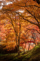 福島県矢祭町　紅葉燃える矢祭山公園