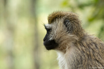 Vervet Monkey