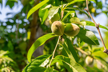 Charm of the Unripe: Peaches in Development