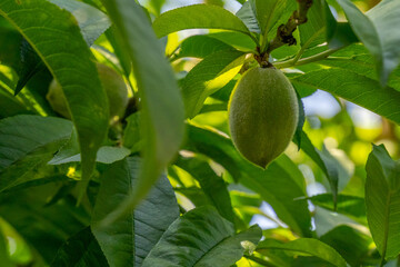 From Green to Sweet: The Peach's Life Cycle