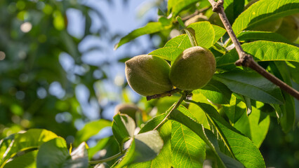 Peachy Promise: Green Fruit in the Making