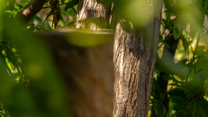 Before Ripeness: Beauty in Green Peaches