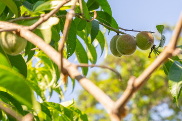 Spring's Rebirth: Peaches in the Making