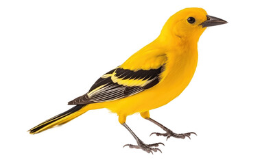 Golden Oriole Bird Isolated on a Transparent Background PNG
