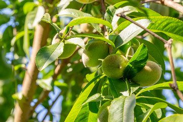 Behind the Scenes: The Peach's Growth Process