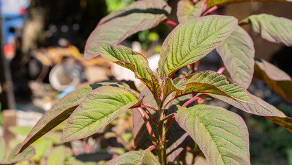 Fresh and Vibrant: Close-Up of Spinach Leaves