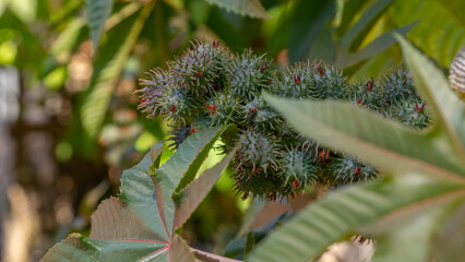 Natural Hues: Flowers and Seeds of the Castor Palm