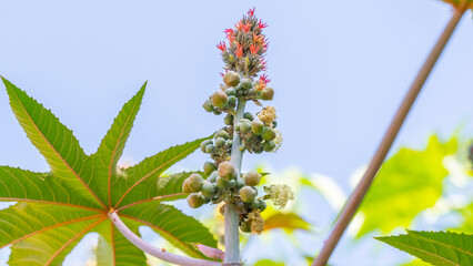 Growing Beauty: Leaves, Flowers, and Seeds of the Castor Palm