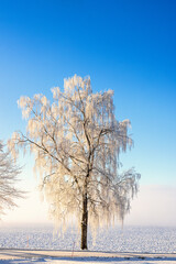 Frosty birch tree in the countryside on a cold sunny winter day