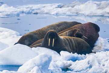 Group with Walrus resting on the ice in arctic