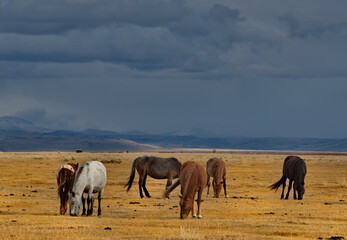 Russia. South of Western Siberia, Mountain Altai. A small herd of horses grazing peacefully in the...