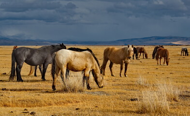 Naklejka premium Russia. South of Western Siberia, Mountain Altai. A small herd of horses grazing peacefully in the steppe against the background of a cloudy dark sky at sunset.