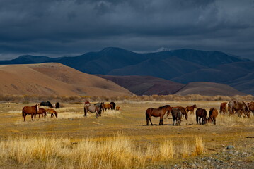 Russia. South of Western Siberia, Mountain Altai. A small herd of horses grazing peacefully in the...