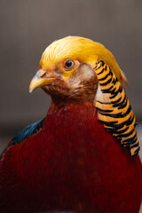 Portrait d'un faisan doré