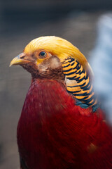 Portrait d'un faisan doré