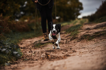 Black and white springer spaniel puppy being walked and trained in autumnal countryside on a harness and long lead - obrazy, fototapety, plakaty