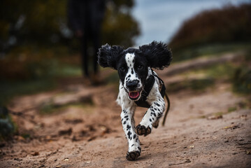 Black and white springer spaniel puppy being walked and trained in autumnal countryside on a...