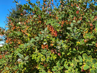 Berberis vulgaris with beautiful green foliage and bright red oval fruits, Evergreen shrub and...