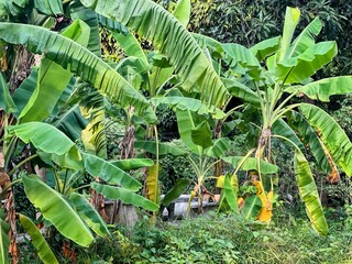 a banana tree with a bunch of bananas growing in the middle.