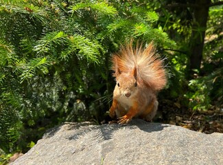 Red squirrel in the park.