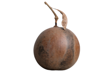 Dried Calabash Cujete Crescentia fruit isolated on a white background