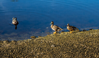 Three Ducks on the Shoreline of the Lagoon.