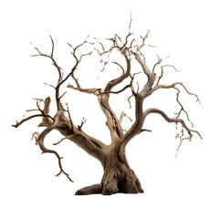 Dead tree for Halloween and horror decorations on transparent background PNG