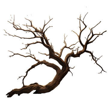 Dead tree for Halloween and horror decorations on transparent background PNG