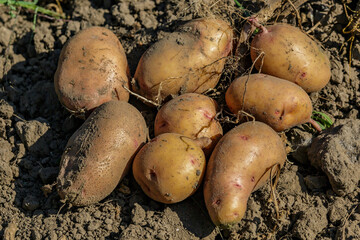 Pile of ripe potatoes on ground in field.Fresh Potato in the busket.Agriculture concept photo.