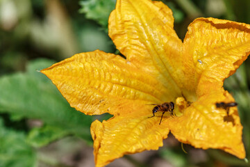 Flowering pumpkin.Growing pumpkins in the garden in the garden.yellow Flowers of courgette, zucchini. Yellow pumpkin flower in garden on blurred background