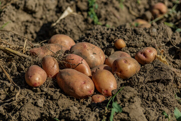 Pile of ripe potatoes on ground in field.Fresh Potato in the busket.Agriculture concept photo.