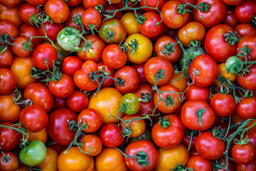 Colorful organic tomatoes.Assortment of tomatoes. Plenty fresh tomatoes of various colors and cultivar background texture.Growing healthy vegetables. - obrazy, fototapety, plakaty