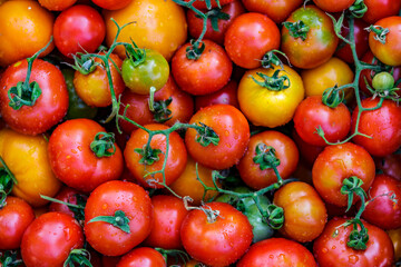 Colorful organic tomatoes.Assortment of tomatoes. Plenty fresh tomatoes of various colors and cultivar background texture.Growing healthy vegetables.