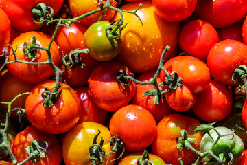 Colorful organic tomatoes.Assortment of tomatoes. Plenty fresh tomatoes of various colors and cultivar background texture.Growing healthy vegetables.