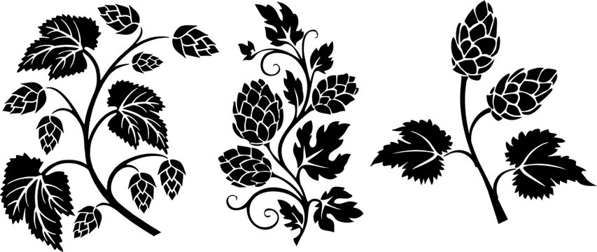 Hops branches set. Common hop or Humulus lupulus branch with leaves and cones. Hop plant branch sketches for beer packing design label, poster or banner.