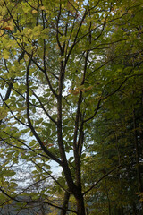 霜月　樹木公園のプラタナス
