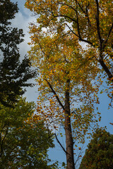 霜月　樹木公園のプラタナス