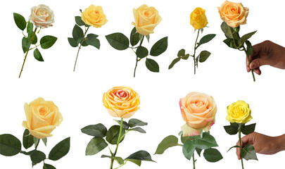 Flower element easy to use flowers yellow rose flower on transparent background PNG
