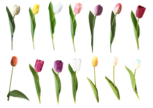 Flower element easy to use flowers Tulip  flower on transparent background PNG