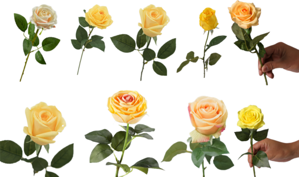 Flower element easy to use flowers yellow rose flower on transparent background PNG