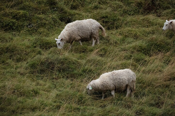 Norweigan Sheep Grazing in the Arctic circle of Norway.  White wooled sheep eating grass.