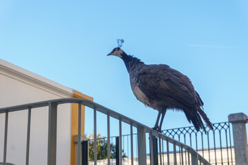 A peacocks sitting on fence the town of Evora, Alentejo, Portugal.